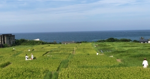 石梯坪｜地酒釀的土，十年之後：稻浪，海浪共美的文化地景