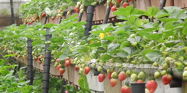 Green Media 綠媒體 有時是道光影 一個轉角 便能喚起心之所向