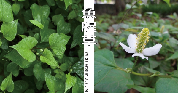 【野草與生活】疫情流行期間的明星：魚腥草｜三玉號 × 舞春食農工作室專欄