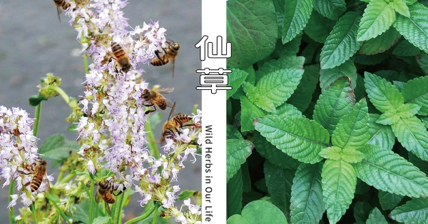 【野草與生活】以時間堆疊出來的滋味：仙草｜三玉號 × 舞春食農工作室專欄