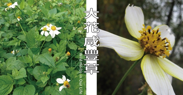 【野草與生活】善加運用也能全身是寶：大花咸豐草｜三玉號 × 舞春食農工作室專欄