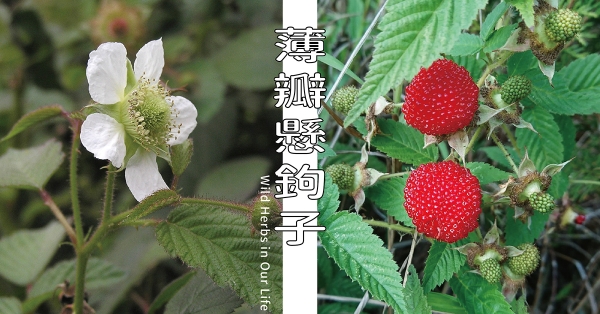 【野草與生活】台灣人的田園小確幸：薄瓣懸鉤子｜三玉號 × 舞春食農工作室專欄