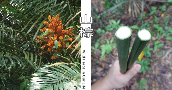 【野草與生活】從裡到外的完整利用：山棕｜三玉號 × 舞春食農工作室專欄