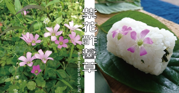 【野草與生活】外觀甜美的可食花朵：紫花酢醬草｜三玉號 × 舞春食農工作室專欄