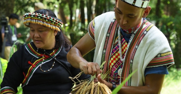 【台北植物園・國際小米年展覽】與卡里布安部落，一起採收布農族珍貴小米