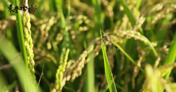 【花蓮玉里】東豐拾穗農場：懷抱珍惜作物感謝大地的初衷，生產出適地適性的有機好米