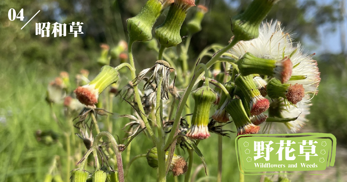 野花草 昭和草 從天而降的禮物 最受歡迎的民間野菜 綠媒體green Media